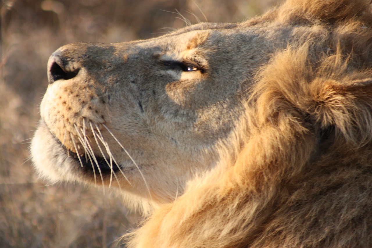 African conservation