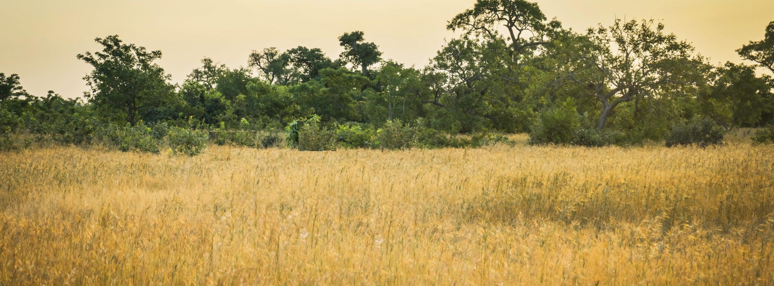 resource africa subscribe